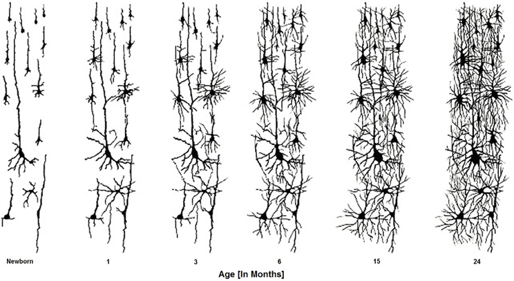 Dendritic growth in the human brain from newborn to 24 months