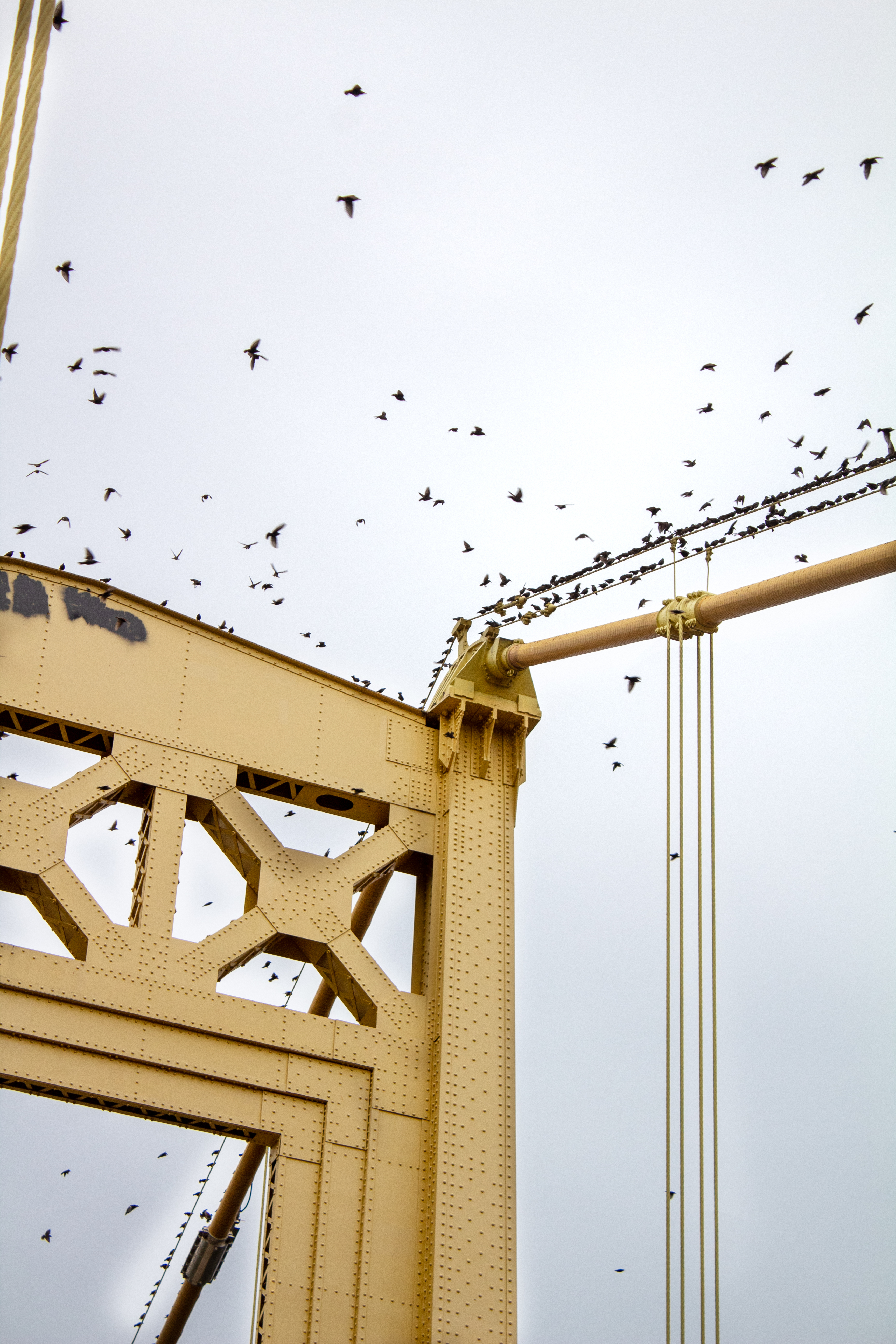 Birds on bridge