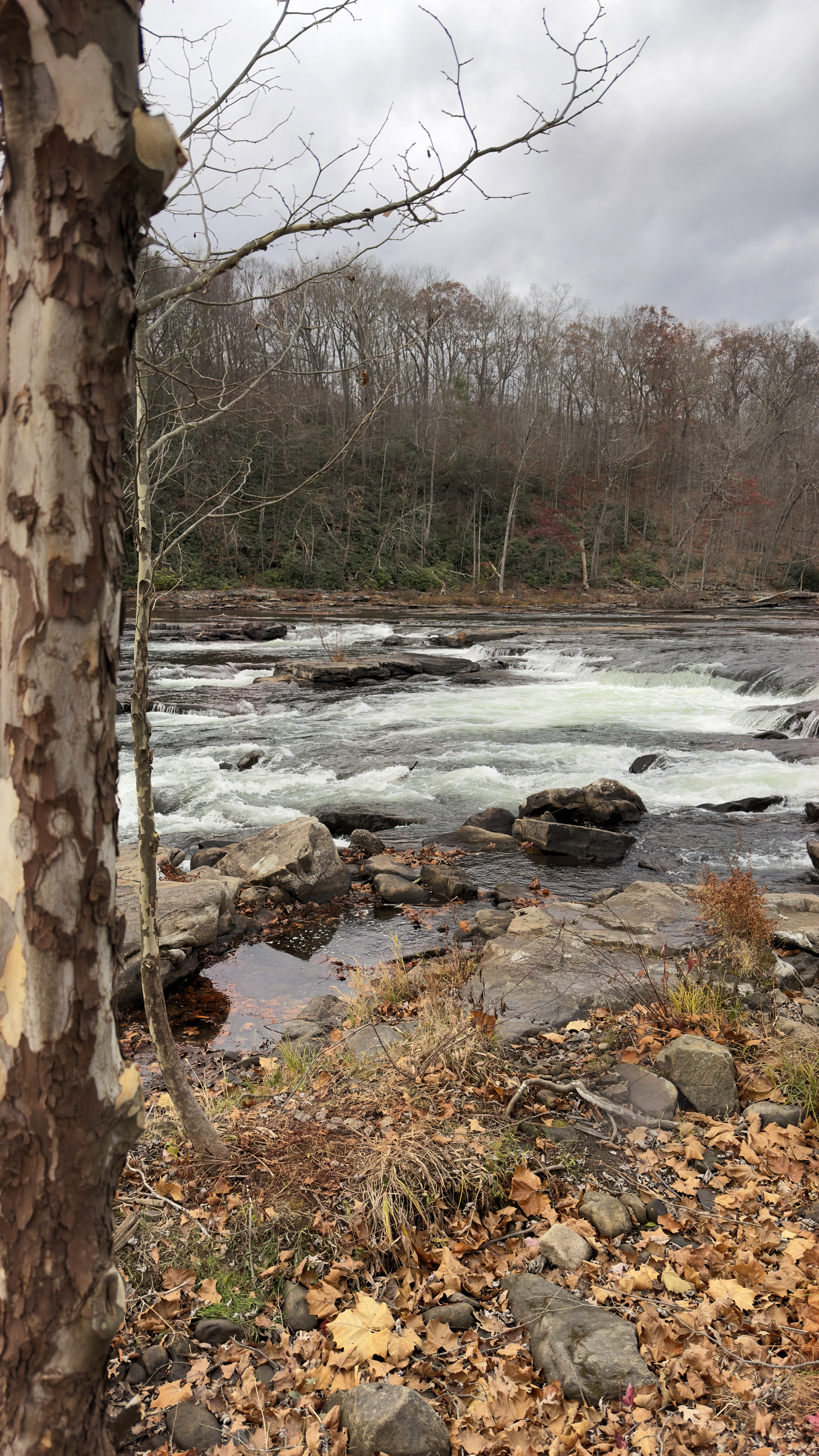 Rapids by tree