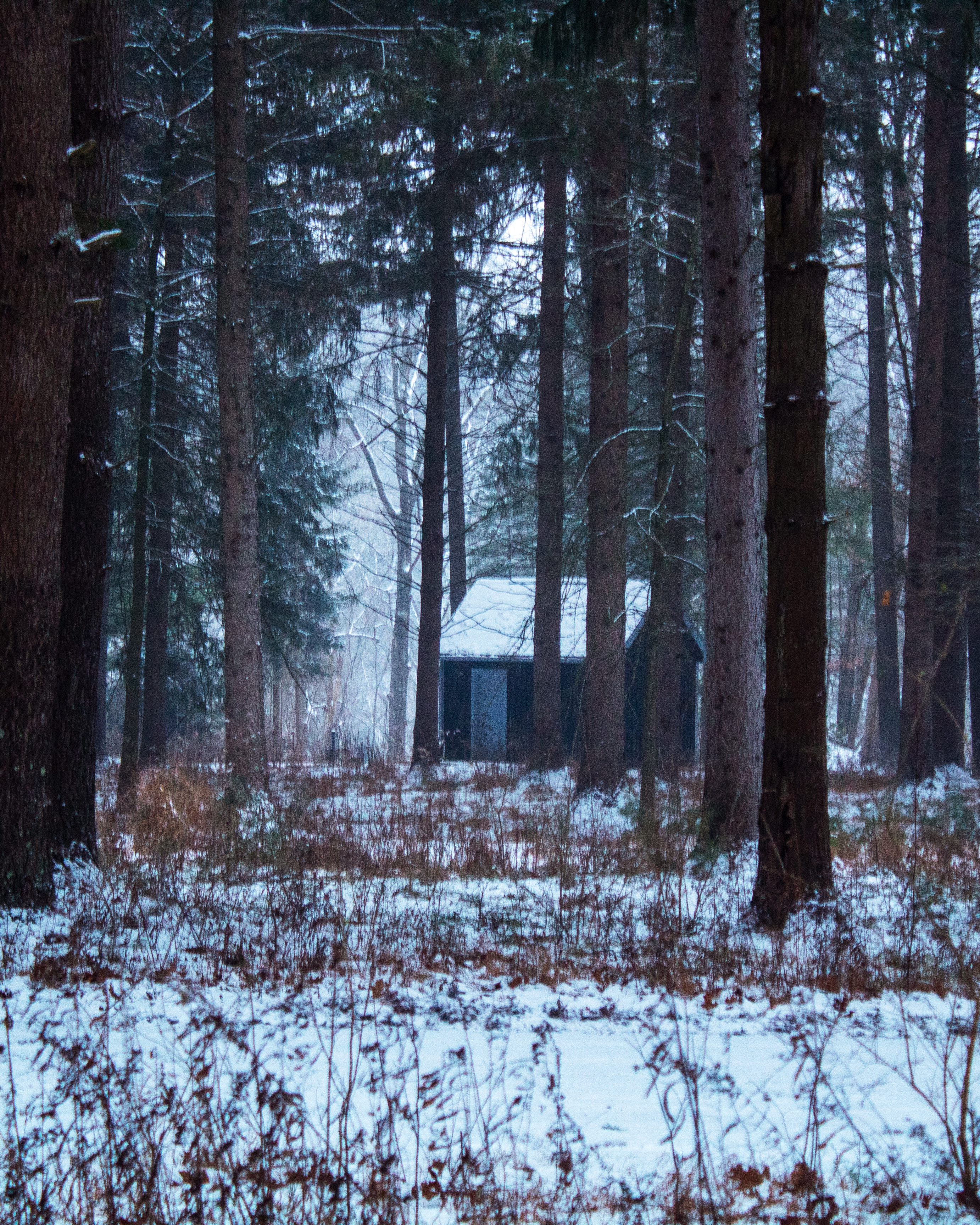 Cabin through the trees