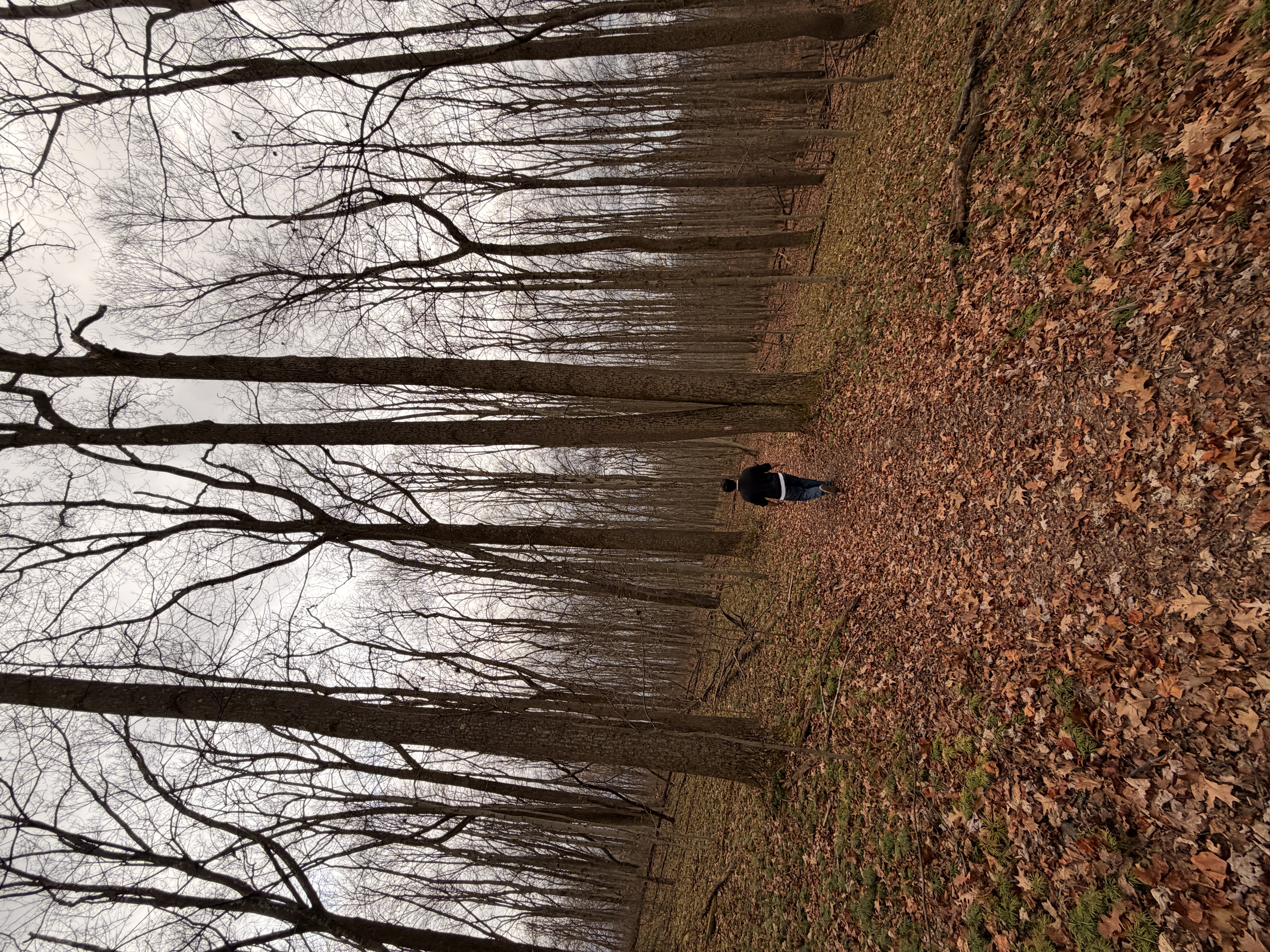 Walking through woods