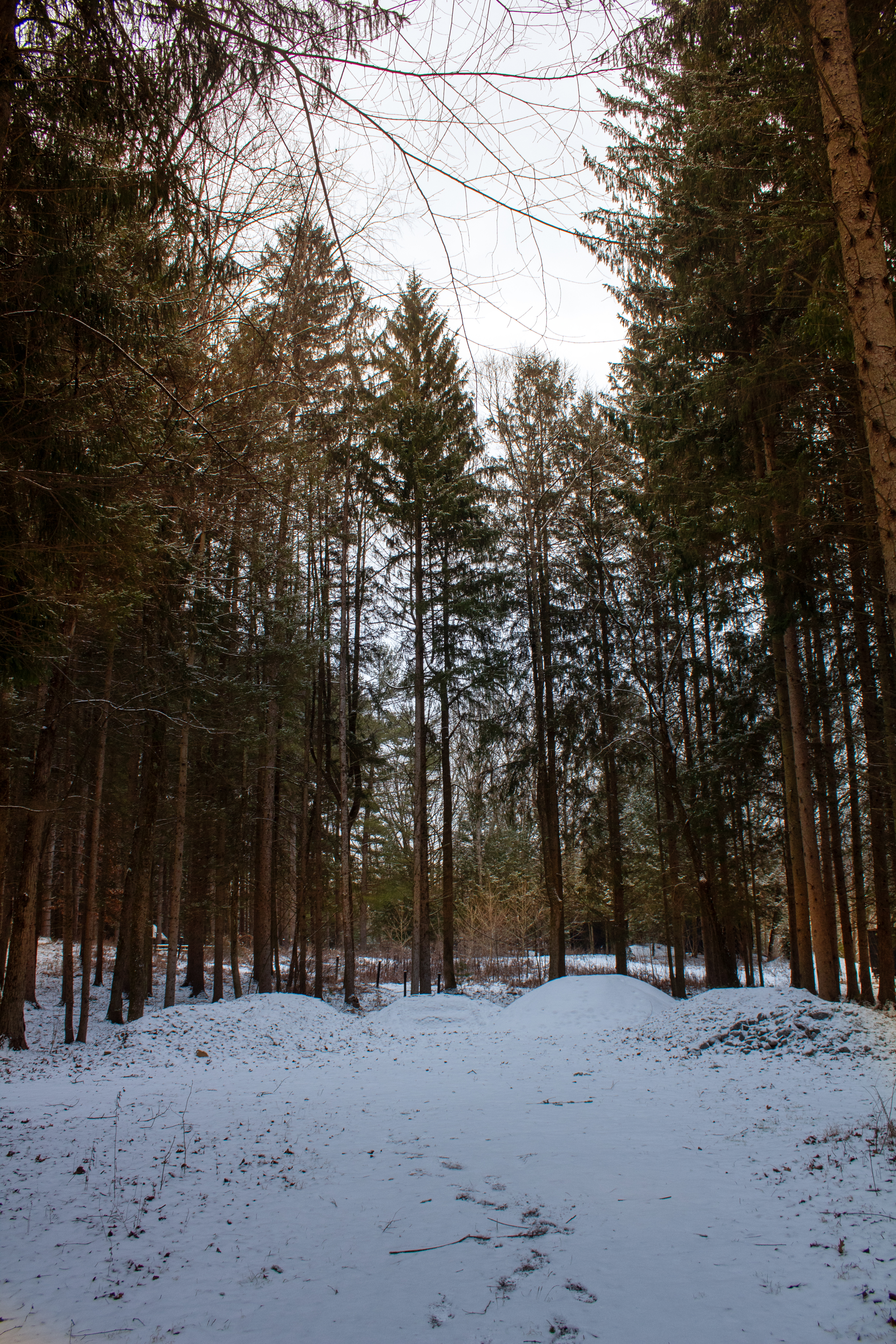 Snowy forest path
